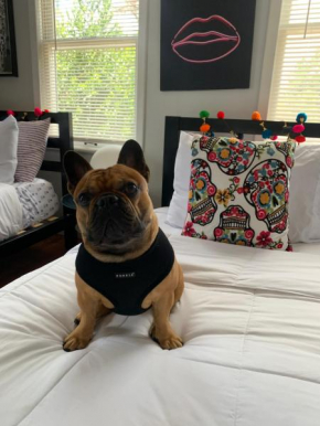 Vibing in the Heights/breweries/food/petfriendly